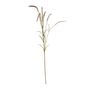 Setaria Grass Spray Cream - 105cm