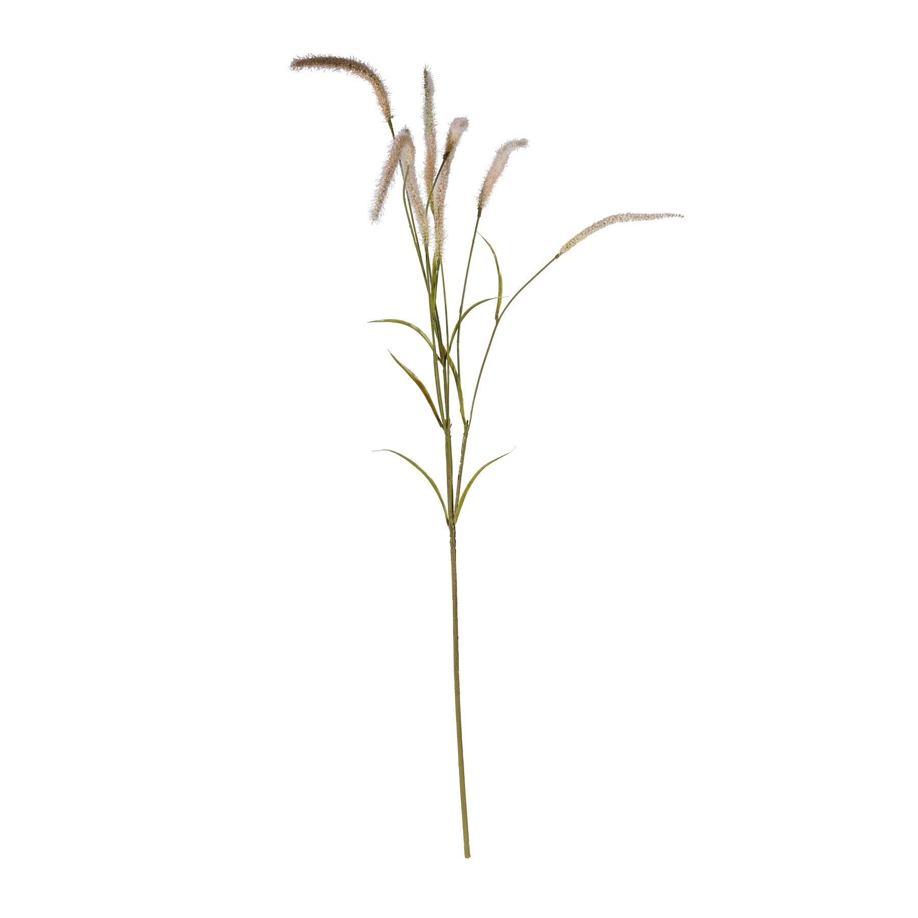Setaria Grass Spray Cream - 105cm