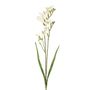 Freesia Spray 2 Heads Cream