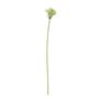 Agapanthus Stem Green - 77cm