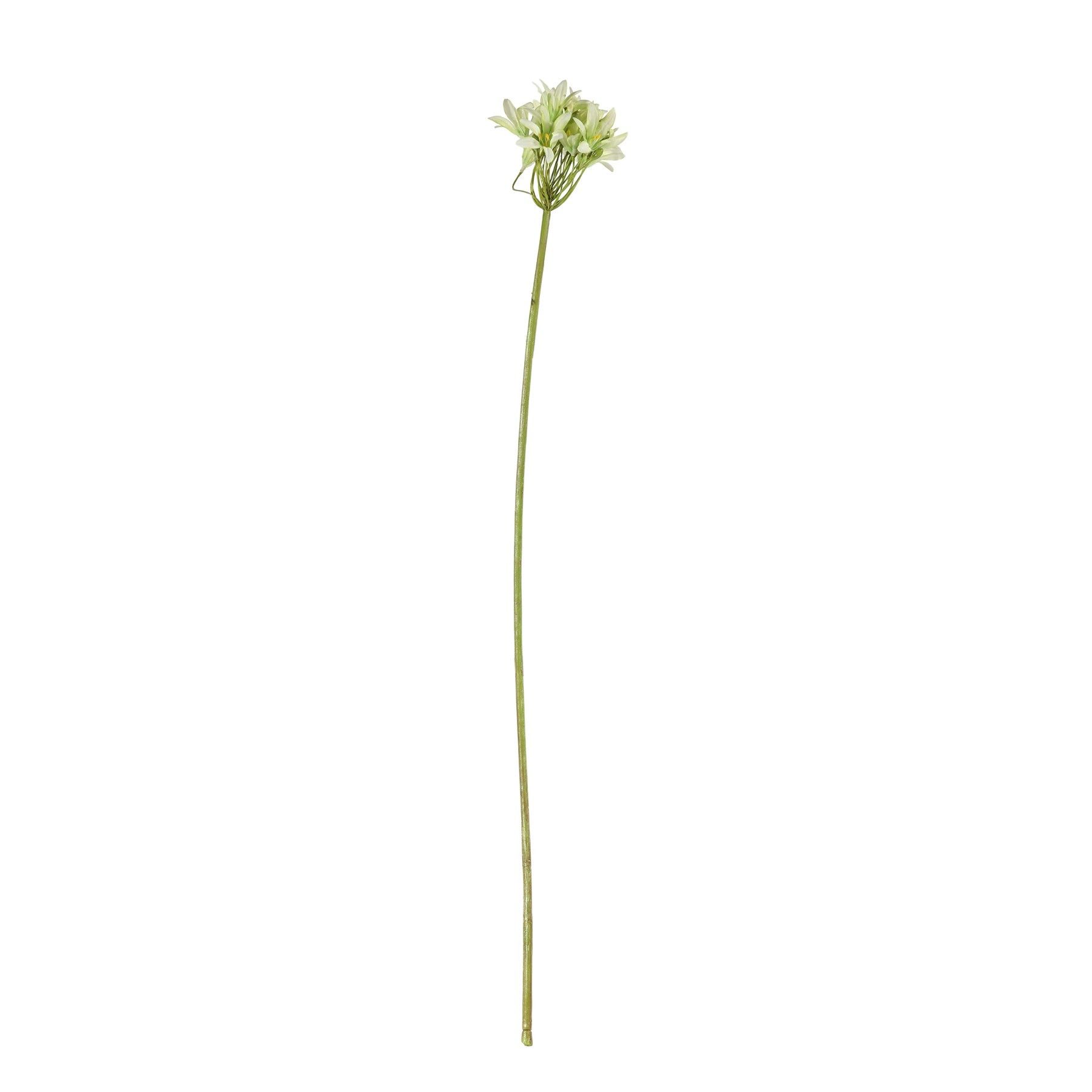 Agapanthus Stem Green - 77cm
