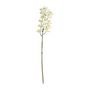 Cymbidium Spray Cream - 80cm