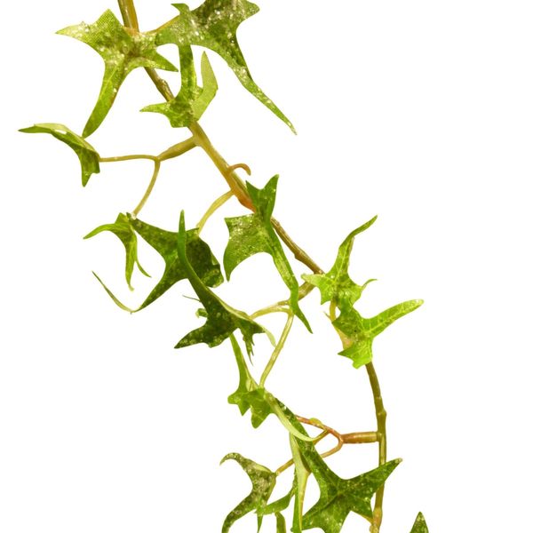 160cm Frosted Ivy Garland