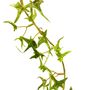 160cm Frosted Ivy Garland