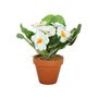 Small Primula Bush in Terracotta Pot 8.5cm - White