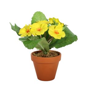 Small Primula Bush in Terracotta Pot 8.5cm - Yellow