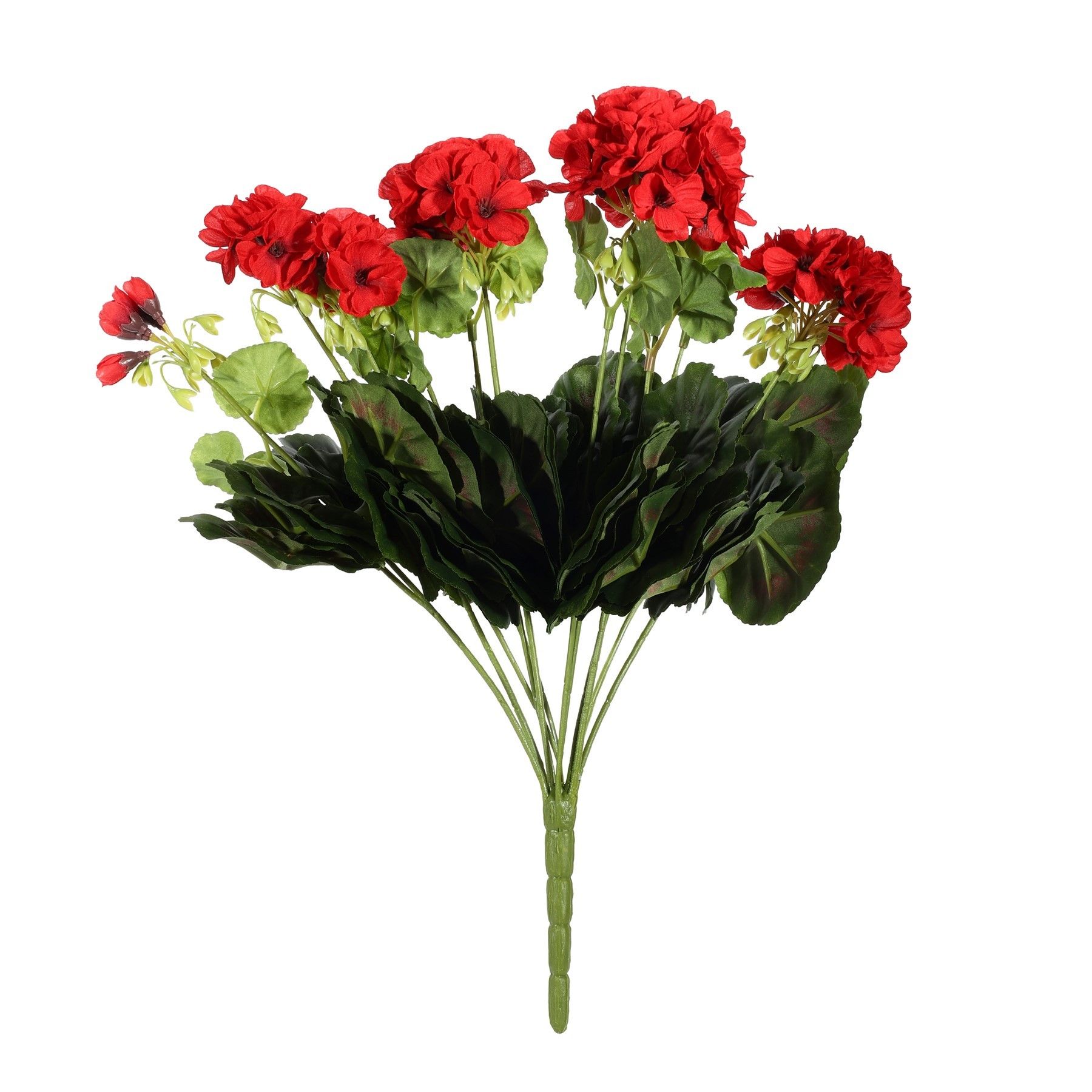 Geranium Bush Red/Black
