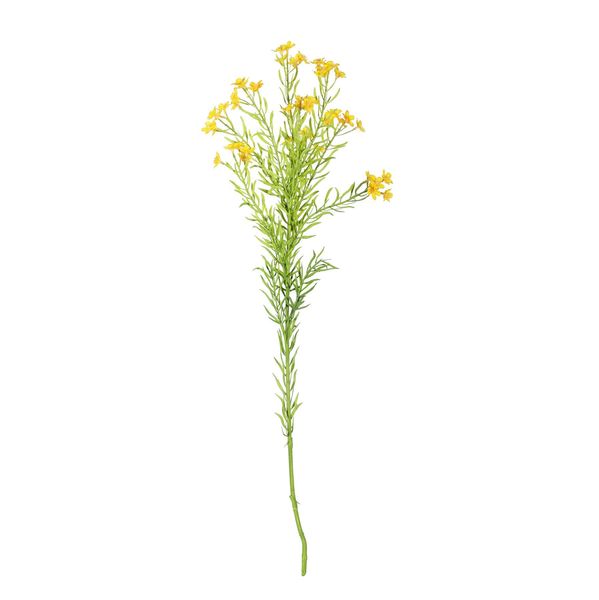 Waxflower Flower Yellow 68cm