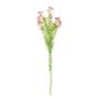 Waxflower Flower Dark Pink 68cm