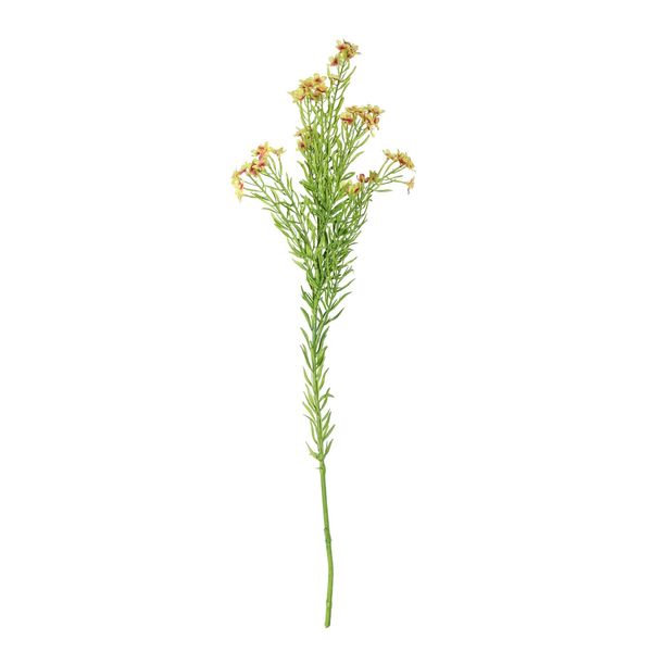 Waxflower Flower Green 68cm