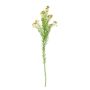 Waxflower Flower Green 68cm