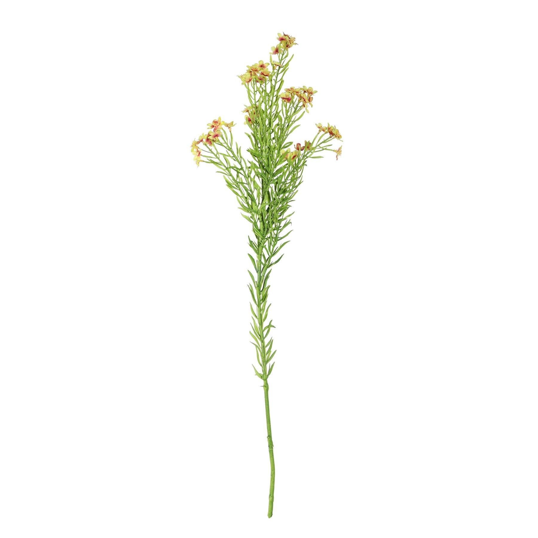 Waxflower Flower Green 68cm