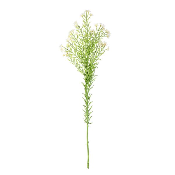 Waxflower Flower Cream 68cm