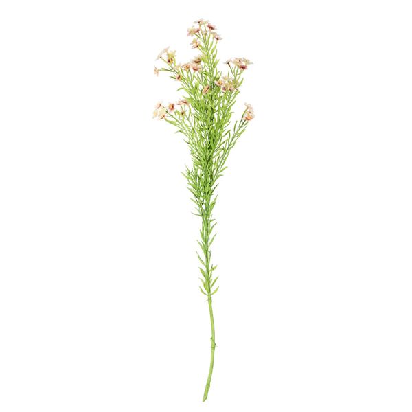 Waxflower Flower Pink 68cm