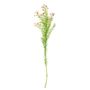 Waxflower Flower Pink 68cm