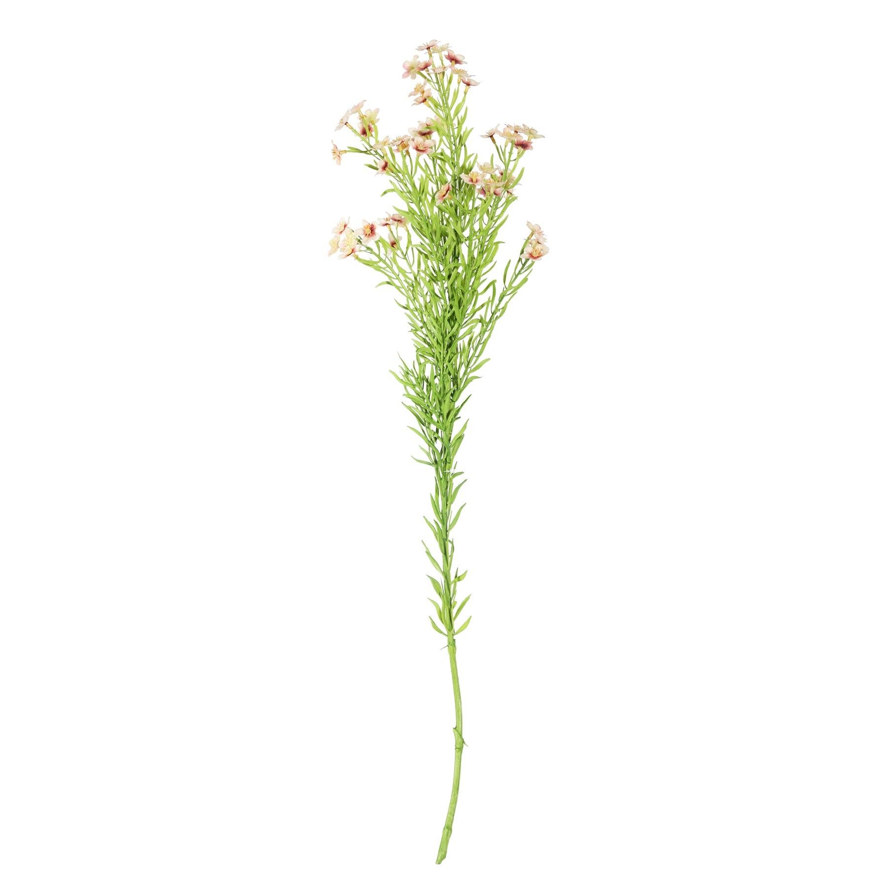Waxflower Flower Pink 68cm