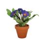 Small Primula Bush in Terracotta Pot 8.5cm - Deep Purple