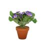 Small Primula Bush in Terracotta Pot 8.5cm - Purple