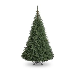 Blue Oregon Pine Tree (483 Tips) (5ft)