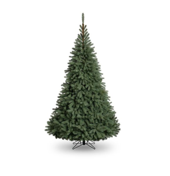 Blue Oregon Pine Tree (2221 Tips) (8ft)