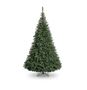Blue Oregon Pine Tree (2221 Tips) (8ft)