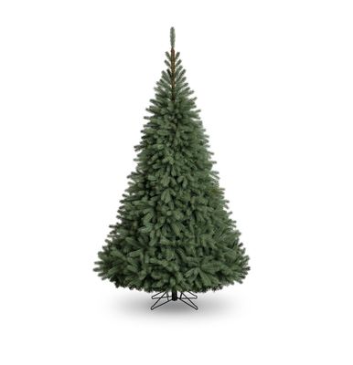 Blue Oregon Pine Tree (2221 Tips) (8ft)