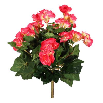 Begonia Bush Hot. Pink