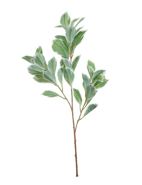 Euphorbia Marginata Spray (68cm)