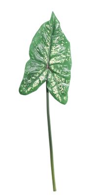 Single LG Syngonium Leaf (74cm)