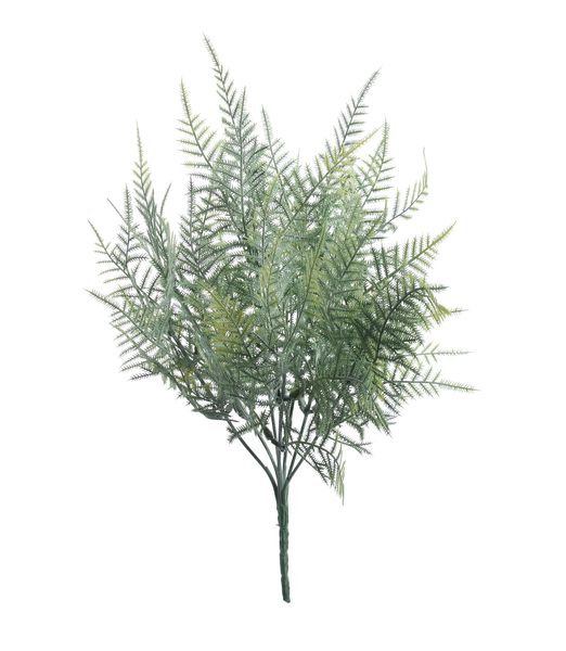 Asparagus Fern Bush (38cm)