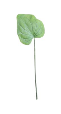 Large Hostas Leaf Green (56cm)