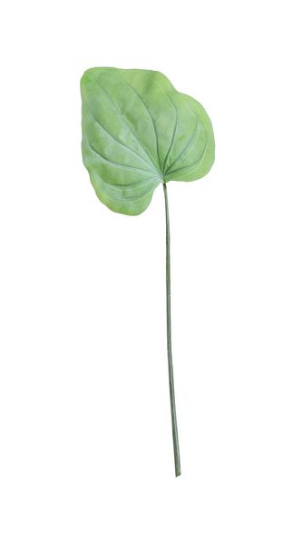 Large Hostas Leaf Green (56cm)