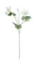 Real Garden Clematics White (76cm)