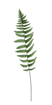 Large Ladder Fern Leaf (70cm)