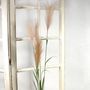 Pampas Grass Brown (145cm)