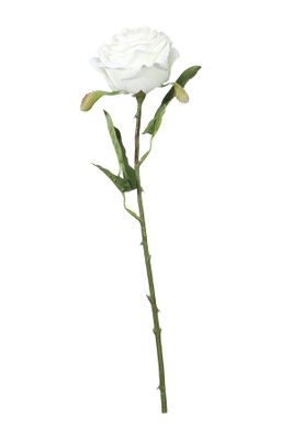 Fantasia Rose Cream