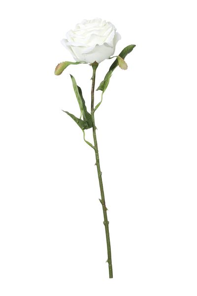 Fantasia Rose Cream