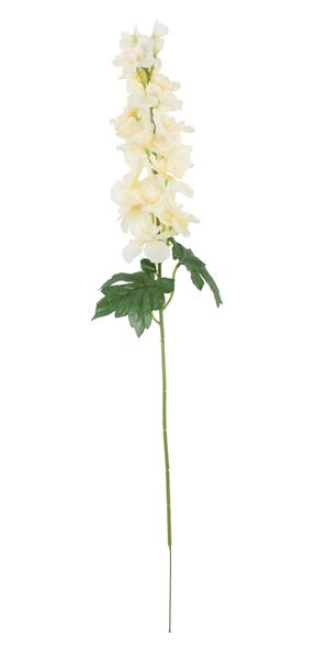 Arundel Garden Delphinium Cream (24/192)