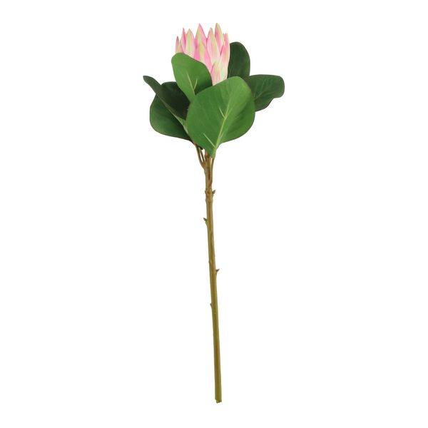 Protea Pink (51cm)(12/192)