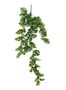 38" Mini Split Philo Hanging Bush (12/48)