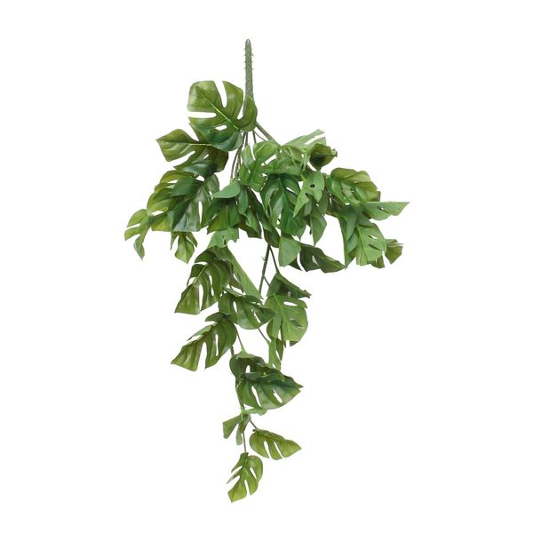 24" Split Philo Hanging Bush (12/72)