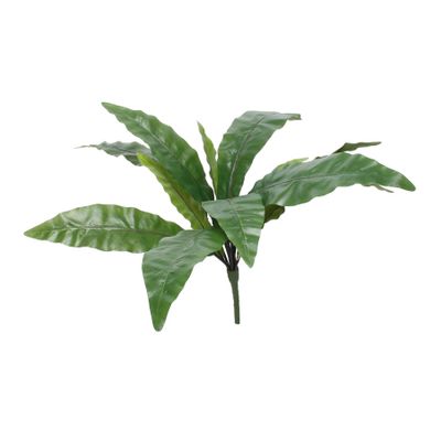 25" Bird Nest Fern Bush (12/72)