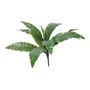 25" Bird Nest Fern Bush (12/72)