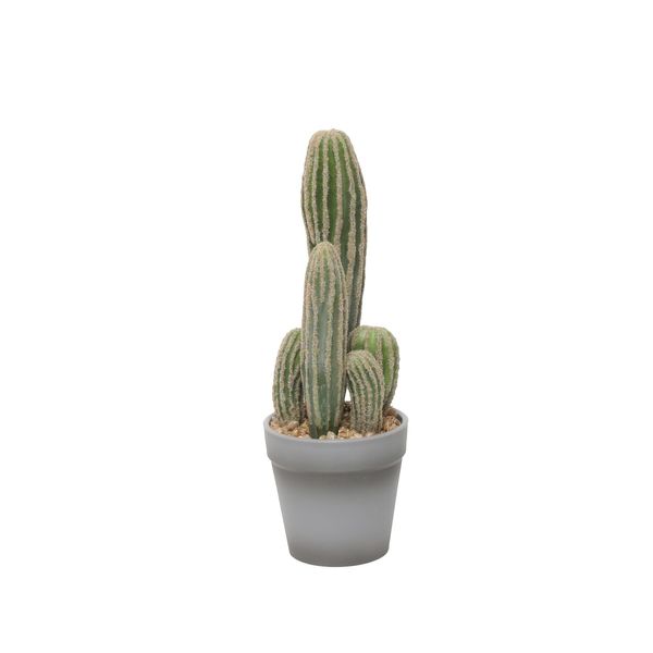 11" Potted Cactus x 5 (6/36)