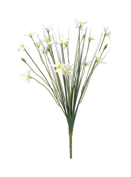 17" Zephyranthes Candida Bush (24/384)