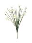 17" Zephyranthes Candida Bush (24/384)