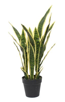 Potted Sansevieria (64cm) 