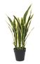 Potted Sansevieria (64cm) 