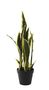 Potted Sansevieria (51cm)