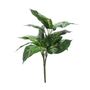 Dieffenbachia Plant (56cm)